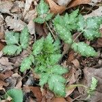 Phacelia bipinnatifida Folha