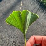 Ginkgo biloba Leaf