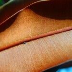 Pycnandra carinocostata Máis