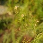 Schinus molleফুল