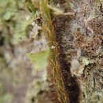 Trichomanes erosum Outro