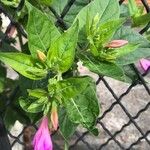 Mirabilis jalapaLeaf