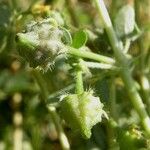 Kallstroemia californica Flower