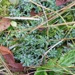 Saxifraga caesia Likasa