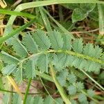 Sanguisorba minor Leaf