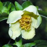 Stewartia monadelpha Çiçek