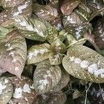 Pseuderanthemum alatum Hoja