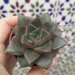 Echeveria purpusiorum Leaf