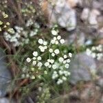 Ptychotis saxifraga Flower