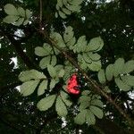 Cojoba catenata Otro