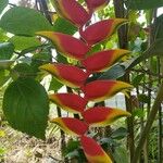 Heliconia rostrata Çiçek