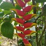 Heliconia rostrata Blomma