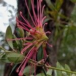 Grevillea speciosaBlüte