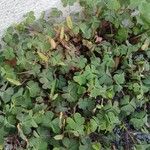 Oxalis corniculata অভ্যাস