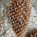 Pinus coulteri Fruto