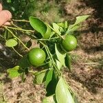 Citrus × aurantiifolia 叶