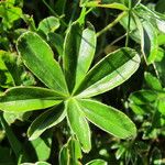 Alchemilla transiens Leaf