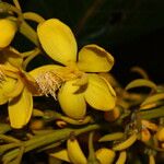 Cespedesia spathulata Flor