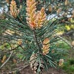 Pinus sylvestris Fruchs