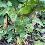 Smyrnium perfoliatum Лист