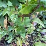 Smyrnium perfoliatum Leaf