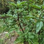 Scrophularia trifoliata Libunga