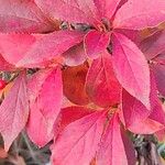 Photinia villosa Hostoa