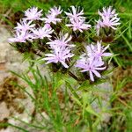 Drypis spinosa Kukka