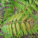 Ailanthus altissimaBlatt