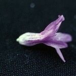 Dichelostemma congestum Flower