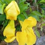 Macfadyena unguis-cati Floare