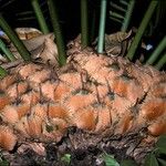 Cycas siamensis 树皮