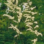 Stenanthium gramineum ফুল