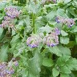 Borago officinalis 花