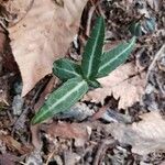 Chimaphila maculata Hoja