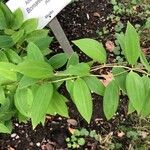 Bomarea edulis Leaf