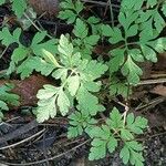 Geranium himalayense 葉