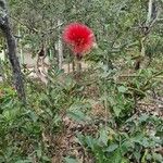 Calliandra dysantha Цветок