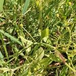 Ranunculus ophioglossifolius Feuille