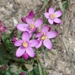 Centaurium littorale 花