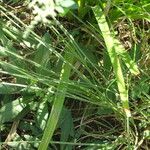 Cyperus alopecuroides Листок