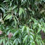 Quercus myrsinifolia Blatt