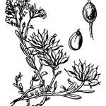 Alyssum alpestre Diğer