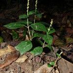 Cyathula prostrata Habitus