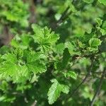 Ribes magellanicum Hoja