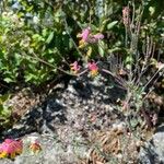 Corydalis sempervirens Kvet