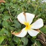 Plumeria rubraBlomma