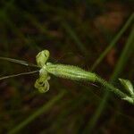 Silene ciliata Flower