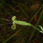 Silene ciliata Flor
