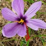 Crocus sativus 花